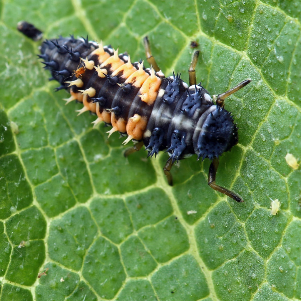 Good Bugs vs Bad Bugs - Maungatapere Berries